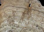 Polished Miocene Stromatolite (Chlorellopsis) - Crimea #57570-1
